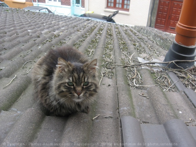 Photo de Chat domestique