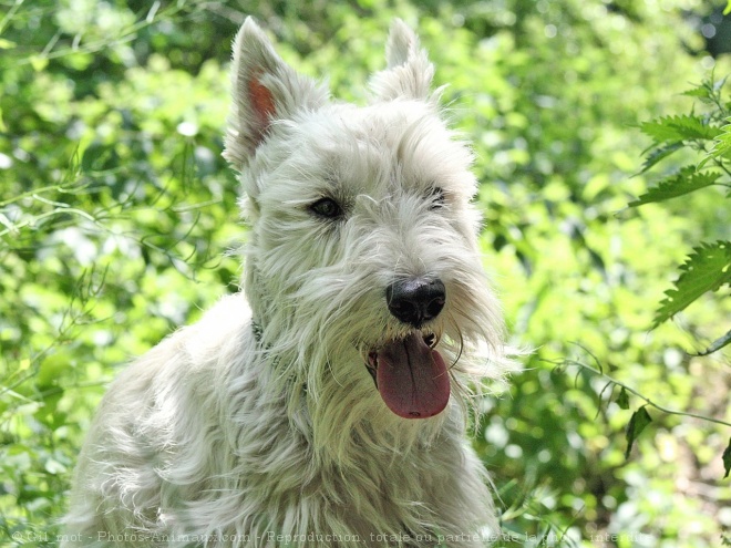 Photo de Scottish terrier