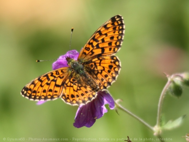 Photo de Papillon