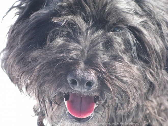 Photo de Griffon fauve de bretagne