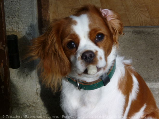 Photo de Cavalier king charles spaniel