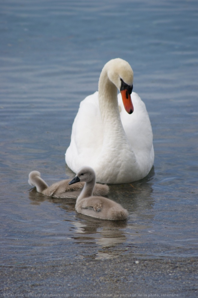 Photo de Cygne