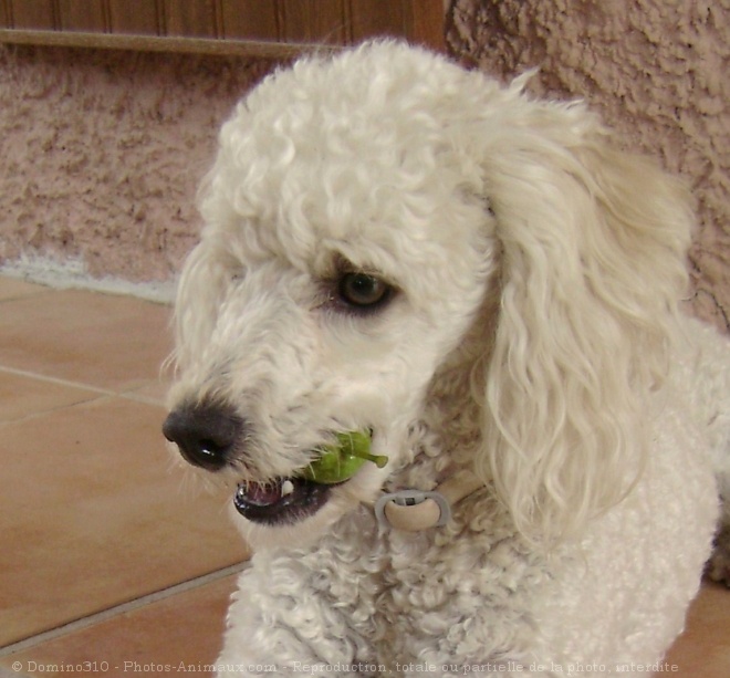 Photo de Caniche moyen