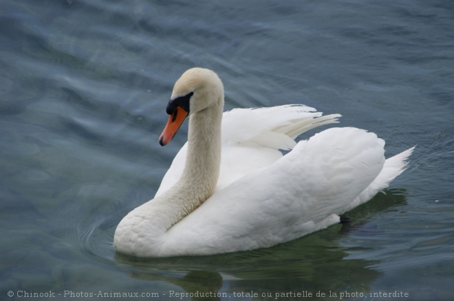 Photo de Cygne