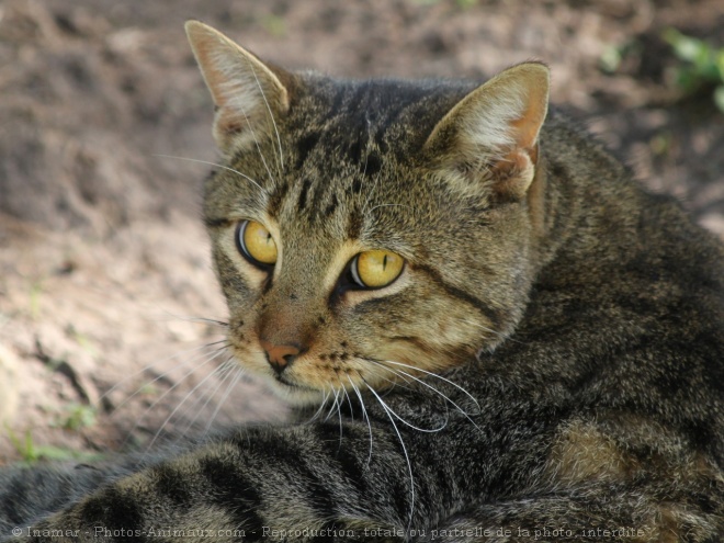 Photo de Chat domestique