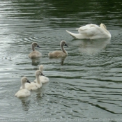 Photo de Cygne