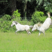 Photo de Camargue