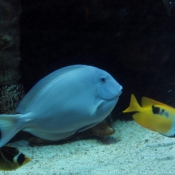 Photo de Poissons exotiques