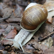 Photo d'Escargot