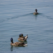 Photo de Canard colvert