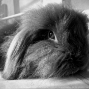 Photo de Lapin