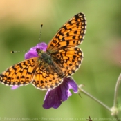 Photo de Papillon