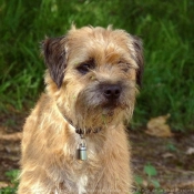 Photo de Border terrier