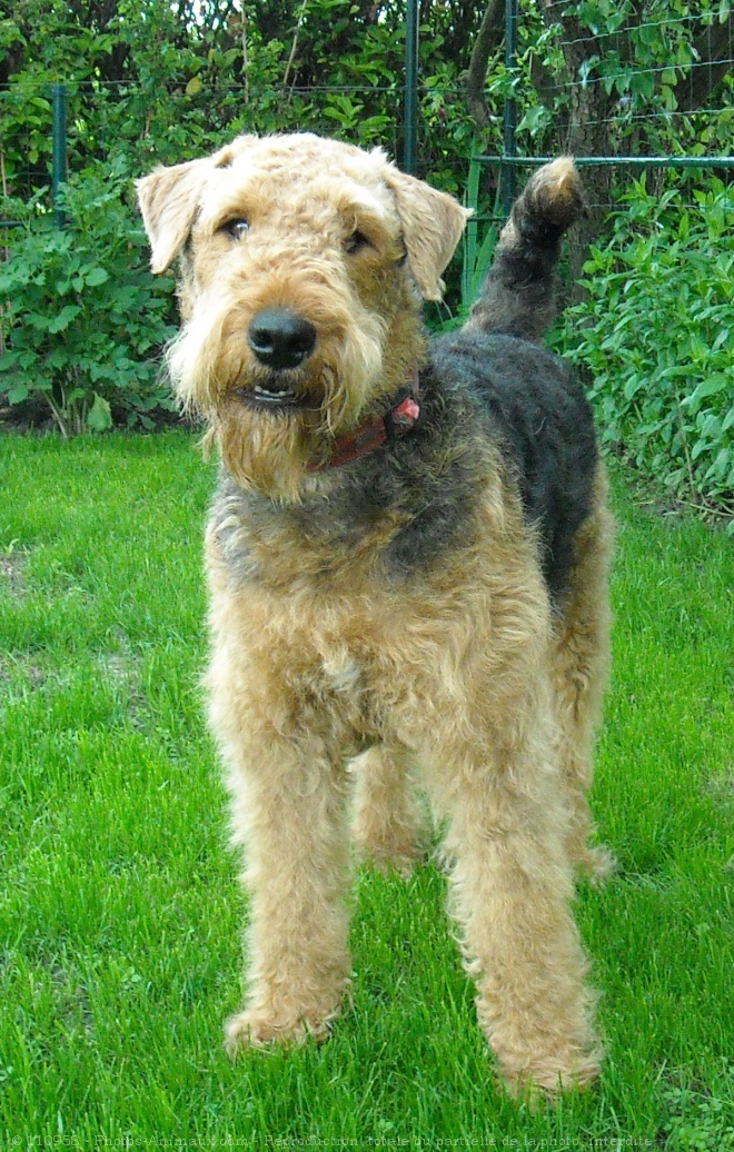 Photo d'Airedale terrier