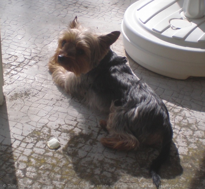 Photo de Yorkshire terrier