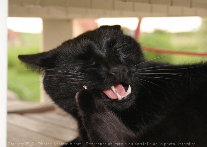 Photo de Chat domestique