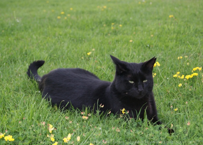 Photo de Chat domestique