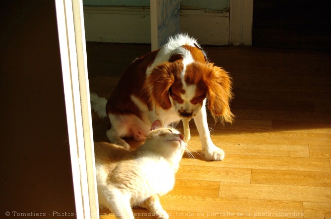 Photo de Cavalier king charles spaniel