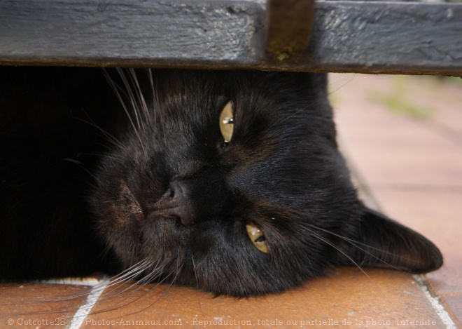 Photo de Chat domestique