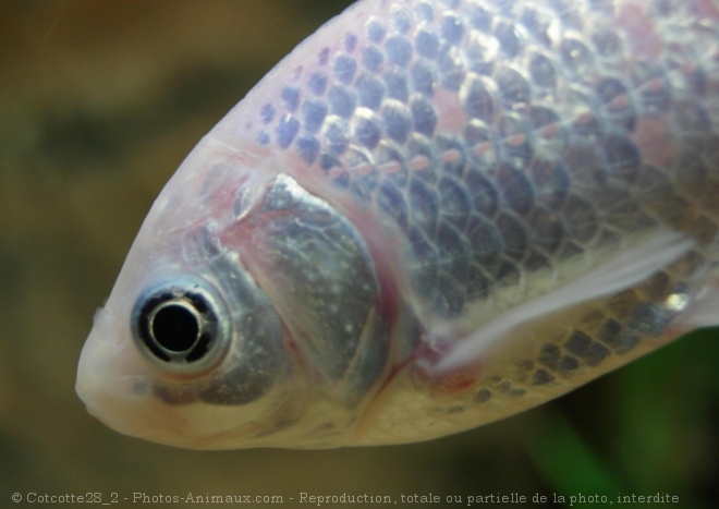 Photo de Poissons rouges