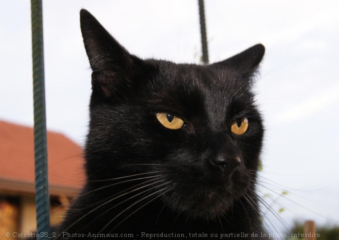 Photo de Chat domestique