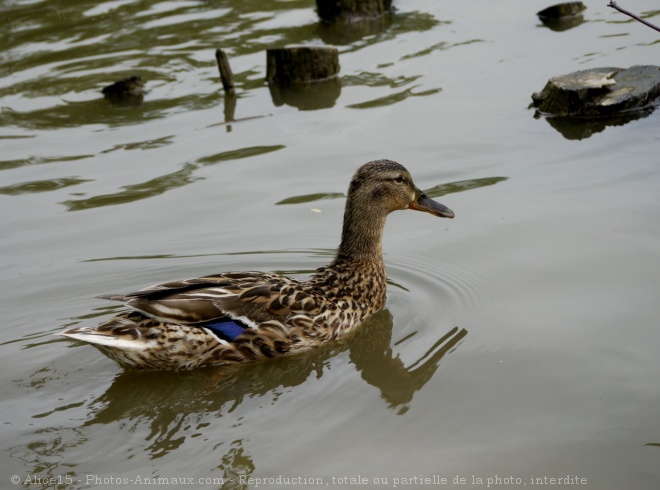 Photo de Canard colvert