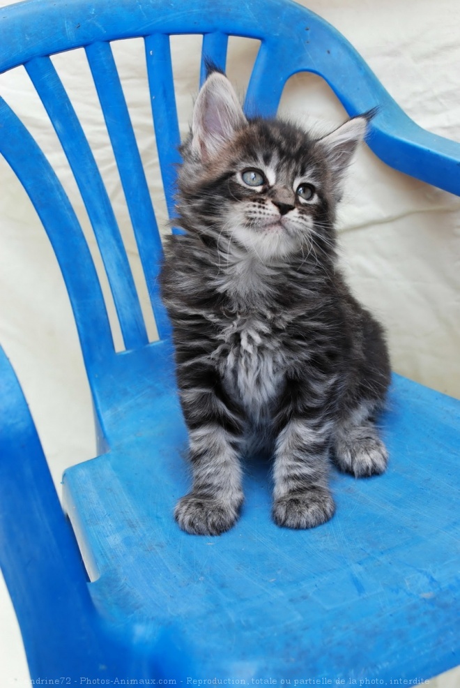 Photo de Maine coon