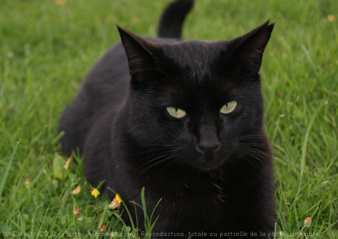 Photo de Chat domestique