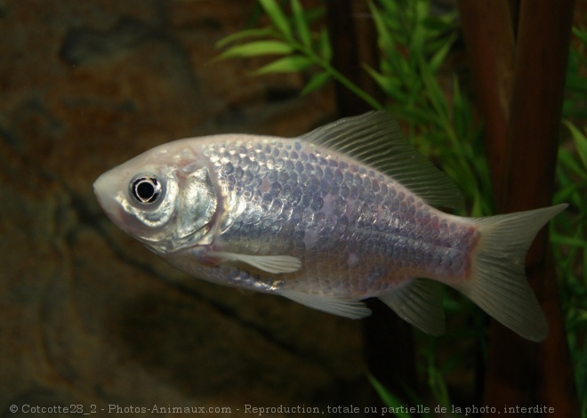 Photo de Poissons rouges