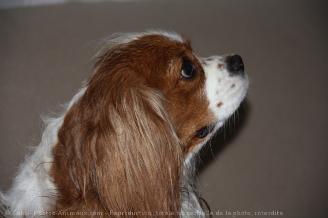 Photo de Cavalier king charles spaniel