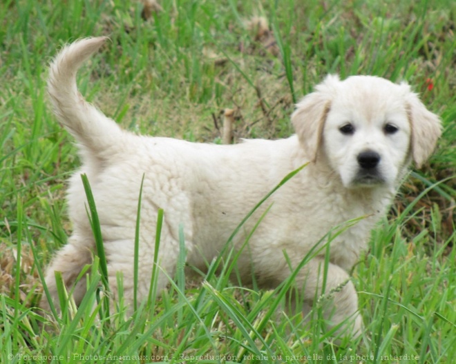 Photo de Golden retriever