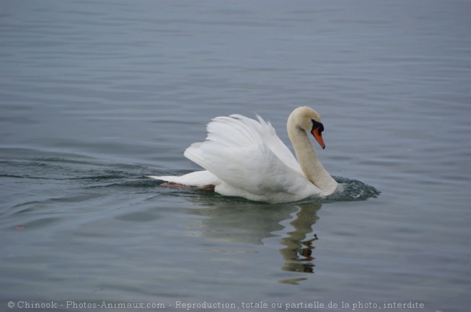 Photo de Cygne