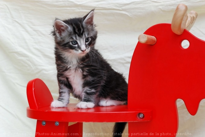 Photo de Maine coon