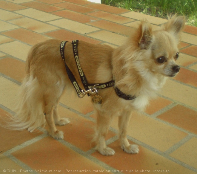 Photo de Chihuahua  poil long