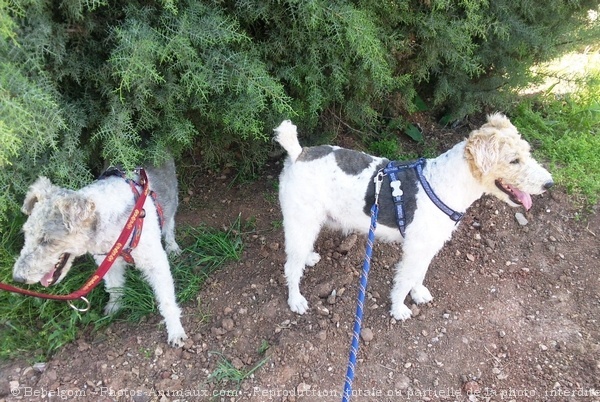 Photo de Fox terrier  poil dur