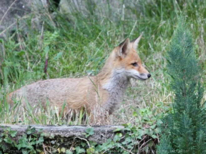 Photo de Renard