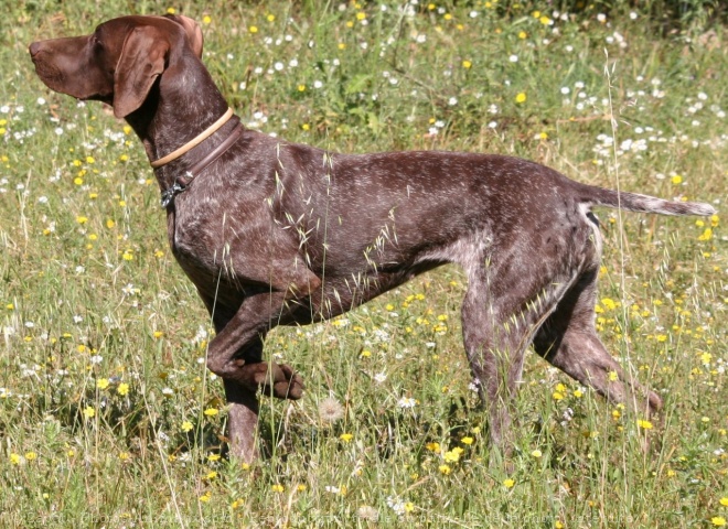 Photo de Braque allemand  poil court