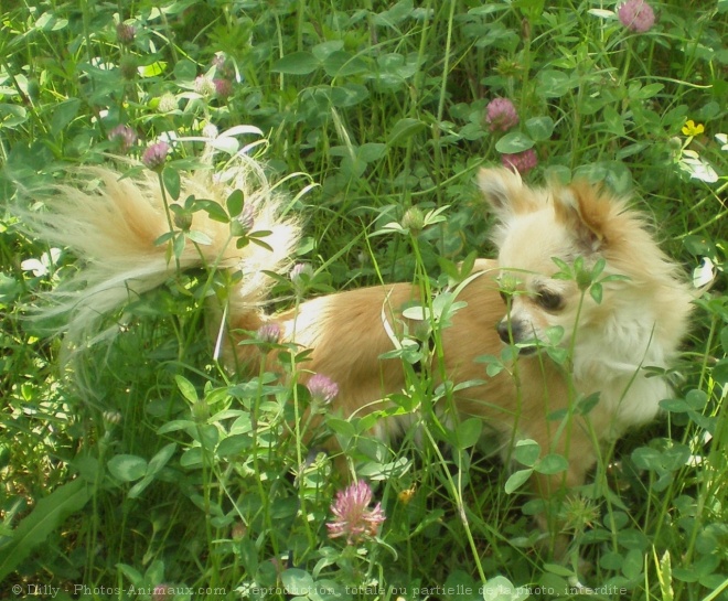 Photo de Chihuahua  poil long