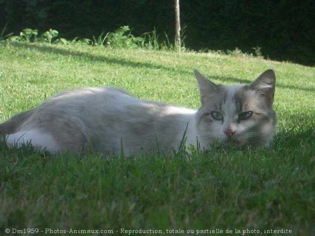 Photo de Croisement