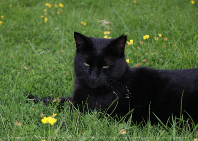 Photo de Chat domestique