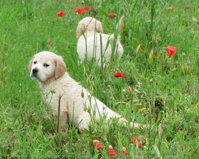 Photo de Golden retriever