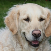 Photo de Golden retriever