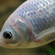 Photo de Poissons rouges