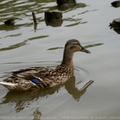 Photo de Canard colvert