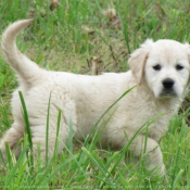 Photo de Golden retriever