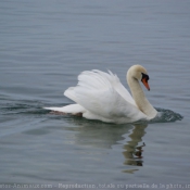 Photo de Cygne