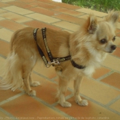 Photo de Chihuahua  poil long