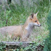 Photo de Renard