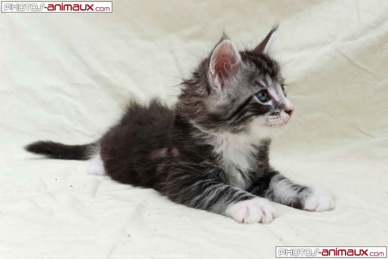 Photo De Maine Coon Bébé Delixyr N° 556149 Sur Photos 5974