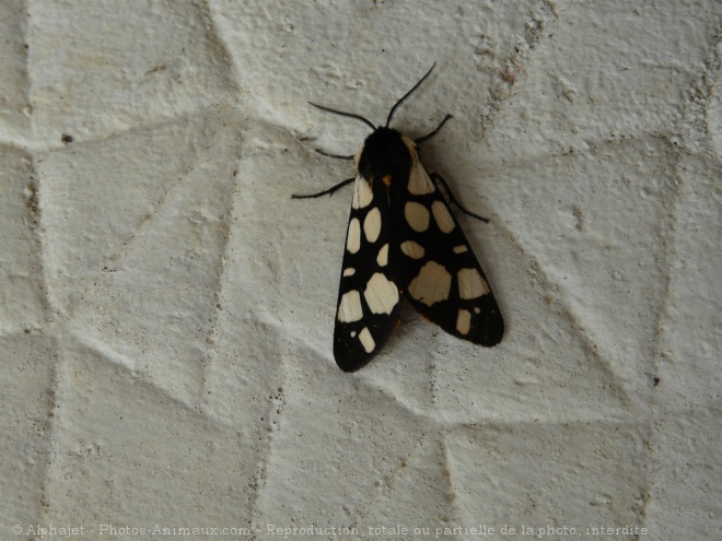 Photo de Papillon